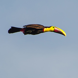 La Selva - Swainson’s toucan